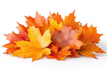 Fototapeta premium A Pile of Vibrant Autumn Maple Leaves on a White Background