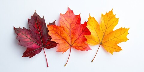 Obraz premium Three Autumn Maple Leaves with Vibrant Colors