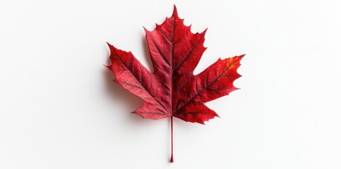 A Single Red Maple Leaf Isolated on a White Background