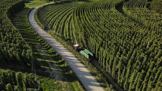 Bavarian Hops during harvesting phase during sunset from above