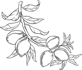 Almond Branch with Nuts and Leaves Outline Illustration. Organic natural nutritional healthy food ingredient, vegetarian diet product. 