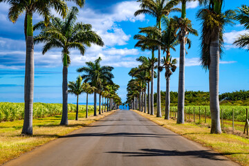 Obraz premium Avenue of tall palm trees on the tropical vacation island of Mauritius (Indian Ocean). The road leads to a farm on the coast near Flic en Flac. Sunny day in the middle of a large sugar cane plantation