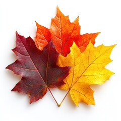 Obraz premium Three Autumn Maple Leaves on White Background