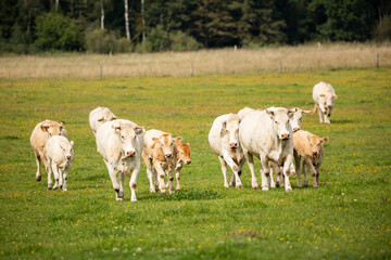 Obraz premium A herd of cows and calves walking towards the camera on a grassy field, with a forest backdrop.