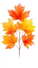 Fototapeta premium Four Orange and Yellow Maple Leaves on a Branch