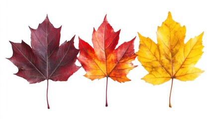 Fototapeta premium Three Maple Leaves in Stages of Autumn Color Change