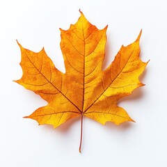 Fototapeta premium Single Golden Maple Leaf on White Background