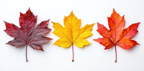 Fototapeta premium Three Autumn Maple Leaves on White Background