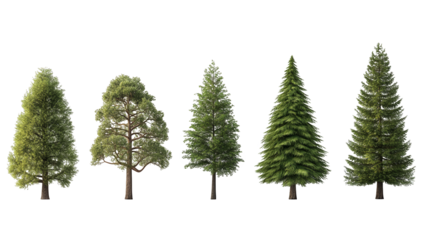 A collection of five distinct trees showcasing various shapes and textures, perfect for natural scenery and landscape designs.