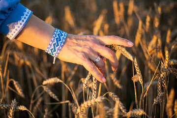 A woman's hand on a bracelet and a ring in a blue embroidered shirt on a background of wheat ears