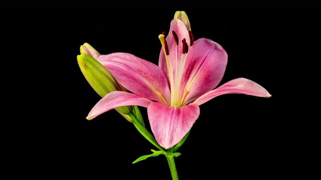 Time lapse footage of red Lycoris radiata spider lily magic lily equinox flower or higanbana growing blossom from bud to full blossom isolated on black background, 4k video, close up b roll shot.