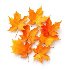 Obraz premium A Cluster of Vibrant Orange Maple Leaves Against a White Background