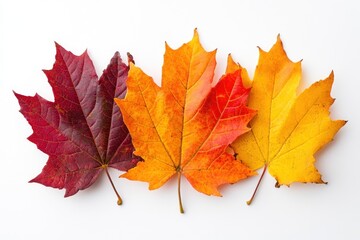 Obraz premium Four Vibrant Autumn Maple Leaves in a Row