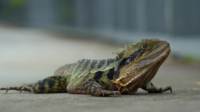 A wild Australian water dragon, intellagama lesueurii spotted basking on the roadside in the park, close up shot capturing the details of scales.