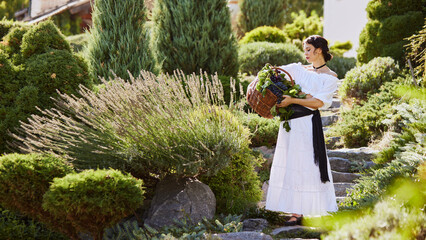Young woman in white dress carries basket of grapes through sunlit garden, celebrating harvest season. Italian wine country. Concept of end of summer, harvesting, travelling, natural beauty, culture.