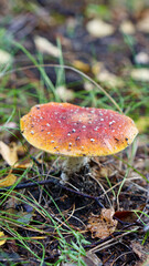 Amanita muscaria red fly agaric image with copy space