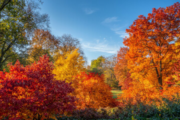 Fototapeta premium A vibrant autumn landscape showcasing trees in shades of red, orange, and yellow under a clear blue sky.