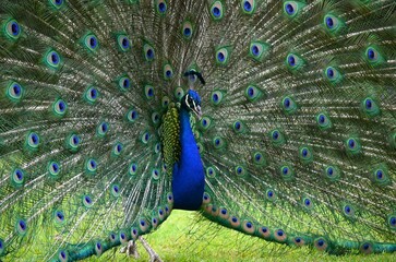 Obraz premium Peacock in full display close up