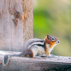 Chipmunk Perched on Wooden Railing