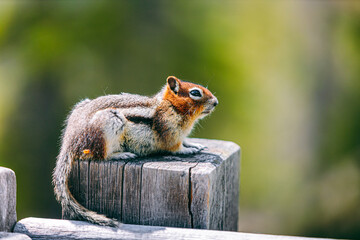 Chipmunk Perched on Wooden Railing