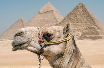 camel head against the background of the Cheops pyramid in Giza Egypt