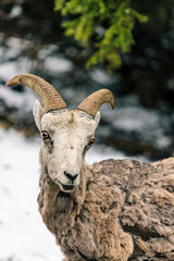 Mountain Goat on Snow-Covered Ground Next to Trees