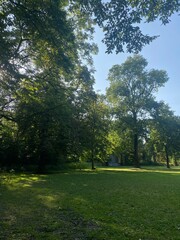Peaceful park in summer