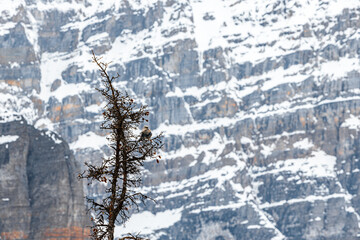 Small Bird Perched on Leafless Tree with Majestic Mountain Backdrop