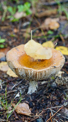 Fallen yellow autumn birch tree leaves on rolled up cup shaped fly agaric mushroom after rain
