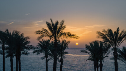 silhouette of palm trees against the dawn sky and blue sea