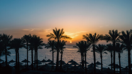 Obraz premium landscape dawn palm trees and a beach with umbrellas in Egypt in Sharm El Sheikh