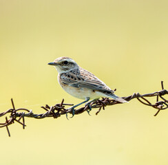 The whinchat (Saxicola rubetra) perched on the wire of the hedge