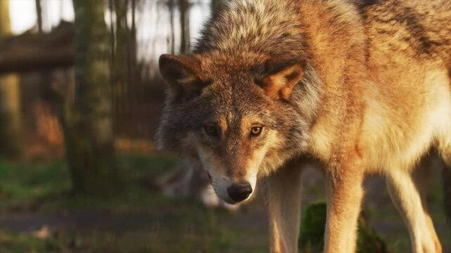 The wolf in the jungle, Becomes Attentive To Noise