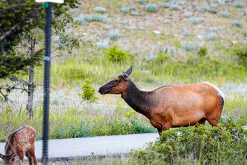 Elk Walking Alongside a Road in Jasper National Park