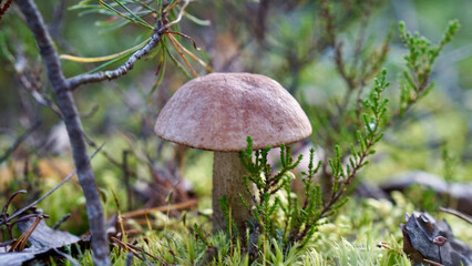 Centered horisontall autumn mushroom image with copy space
