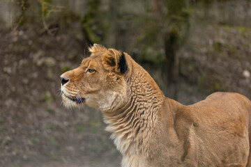 Close-up portrait of a lioness in profile. (Panthera leo)