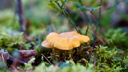 Yellow chanterelle mushroom in the nordic forest