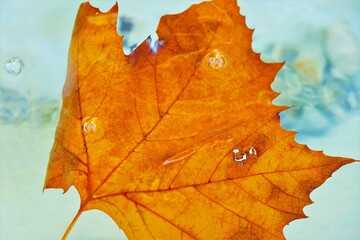Orange autumn leaf in water transparent background