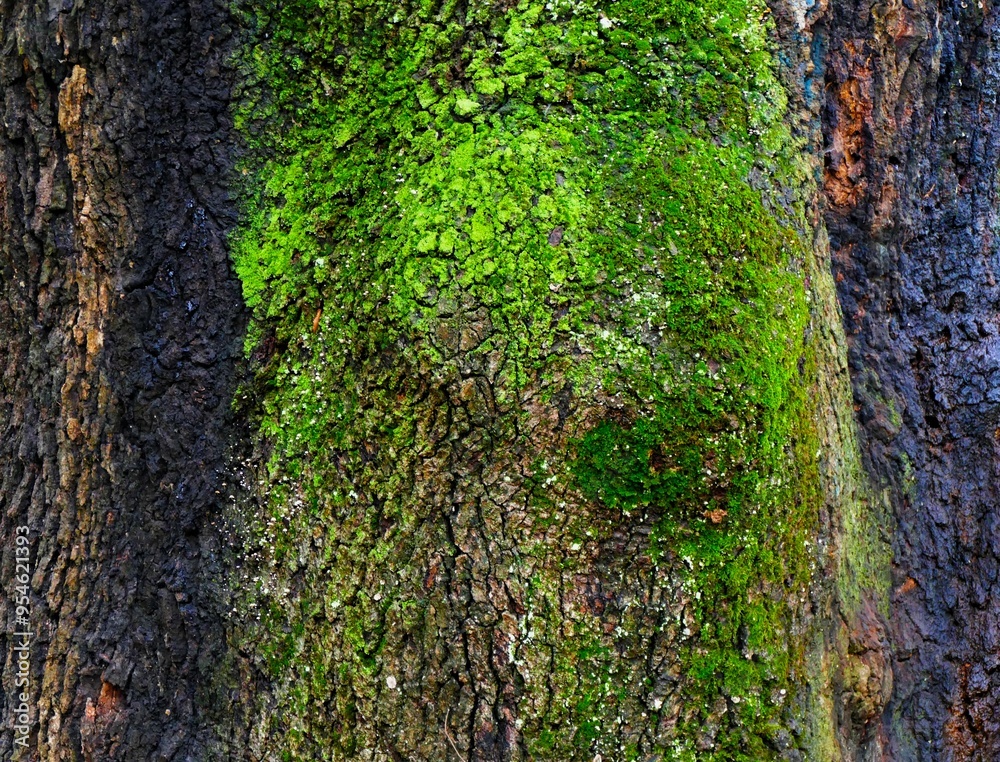 Wall mural green bark of tree with moss in the forest nature background