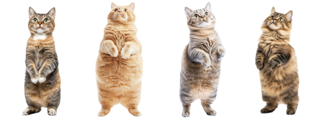 cat, kitten, animal, isolated, pet,