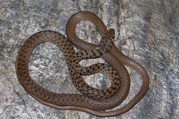 Obraz premium Platyceps ladacensis, the braid snake or Jan's cliff racer, is a species of snake of the family Colubridae. The snake is found in Asia. Chamba, Himachal Pradesh.
