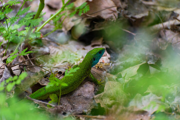 green lizard