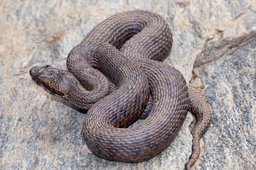 Gloydius chambensis, the Chamba pitviper, Venomous.It was described in 2022. Chamba District of Himachal Pradesh in the southern Himalayas of northern India.