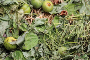 A colorful compost heap consisting of rotting kitchen leftovers