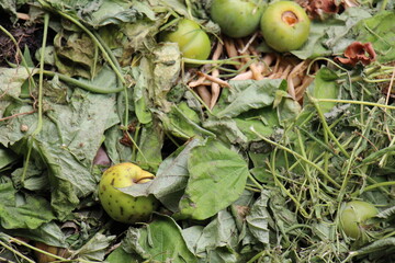 A colorful compost heap consisting of rotting kitchen leftovers