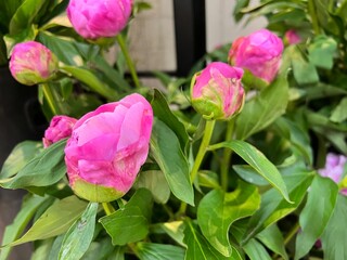 鮮やかなピンクの芍薬のつぼみ、シャクヤク