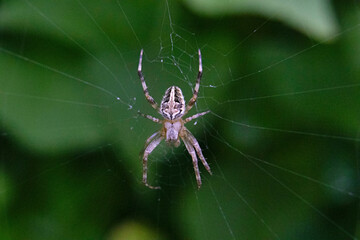 Araneus is a genus of common orb-weaving spiders. It includes about 650 species, Photographed in...