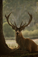 Red Deer Stag
