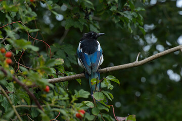 An old Magpie