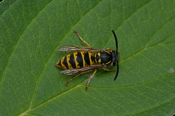 Common wasp on the leaf